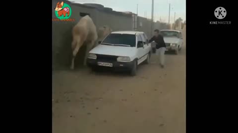 Danger man vs man fanny video