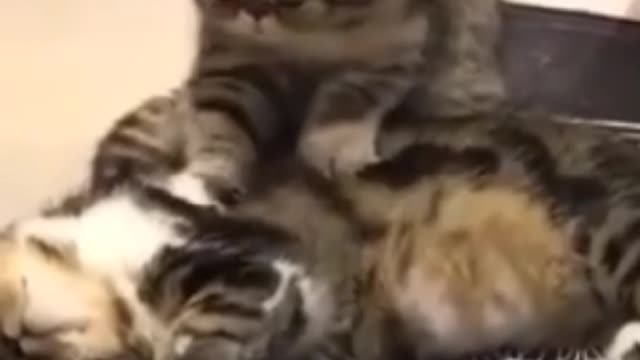 Cat massage the boss.