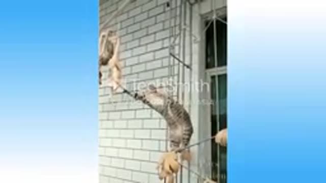 Cute Pets And Funny Animals Compilation 2021@@@