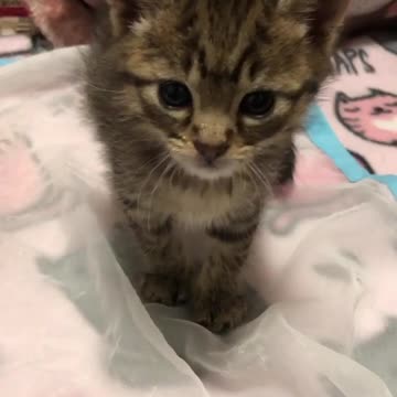 Kids Cat Costume For Halloween