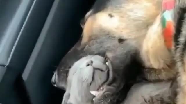 Dog and cat