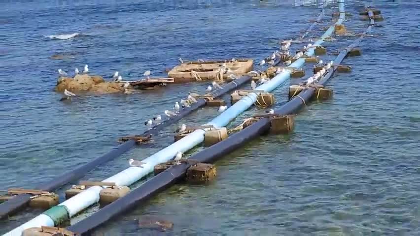 A gathering of seagulls in front of Pohang Beach