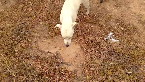 fox that became a friend of the cheerful dog.