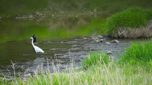 Birds are browsing in the river.