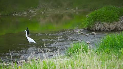 Birds are browsing in the river.