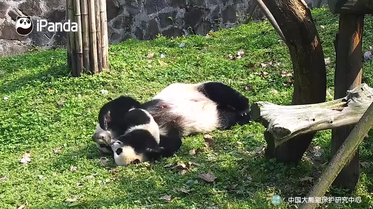 Cute panda playing on garden