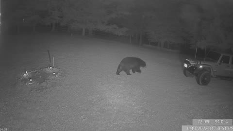 Bear at Cabin