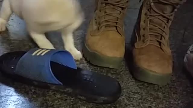 A cute puppy is fighting with shoelaces