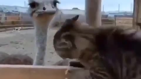 This is a beautiful and charming water-dwelling species