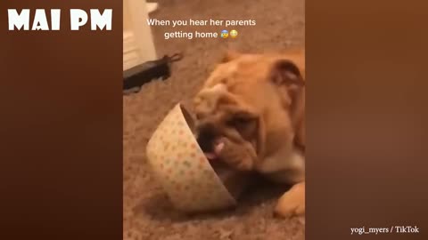 Funny angry dogs 🤣 watch till the ends,