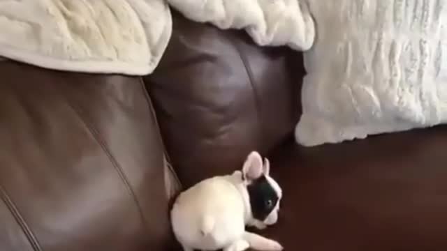 French Bulldog Playtime Will Melt Your Heart