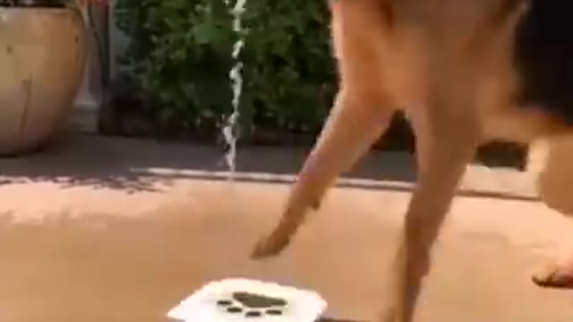 Funny dog
