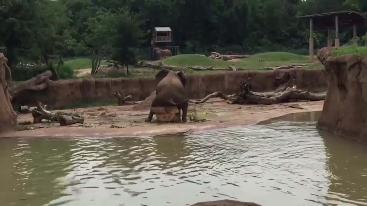 Try Not To Laugh at this funny video 2021