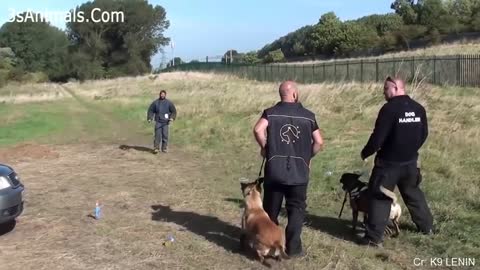 🐶 Dogs that are better than guns! 🔫 Dog Training