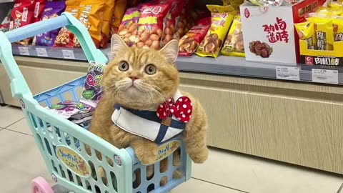 cat#cats#catsofinstagram#catstagram#cute#animals#lifestyle#lifestyleblogger#life