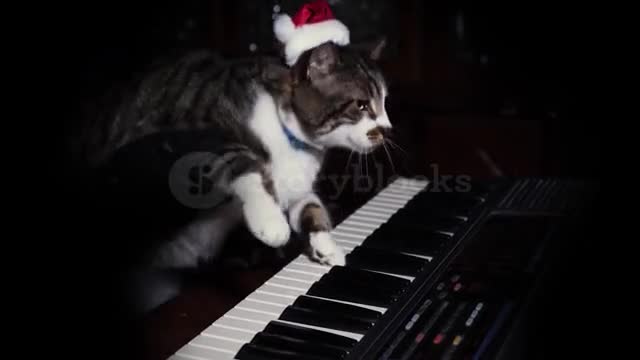 Funny ; music , cat