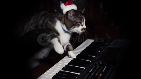 Funny ; music , cat