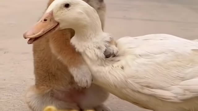 Baby Dog ❤❤ With Ducks. Please SUBSCRIBE My Channel.