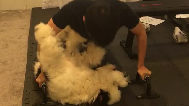 Dog works out with fluffy dog