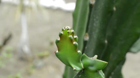 Ants on Cactus