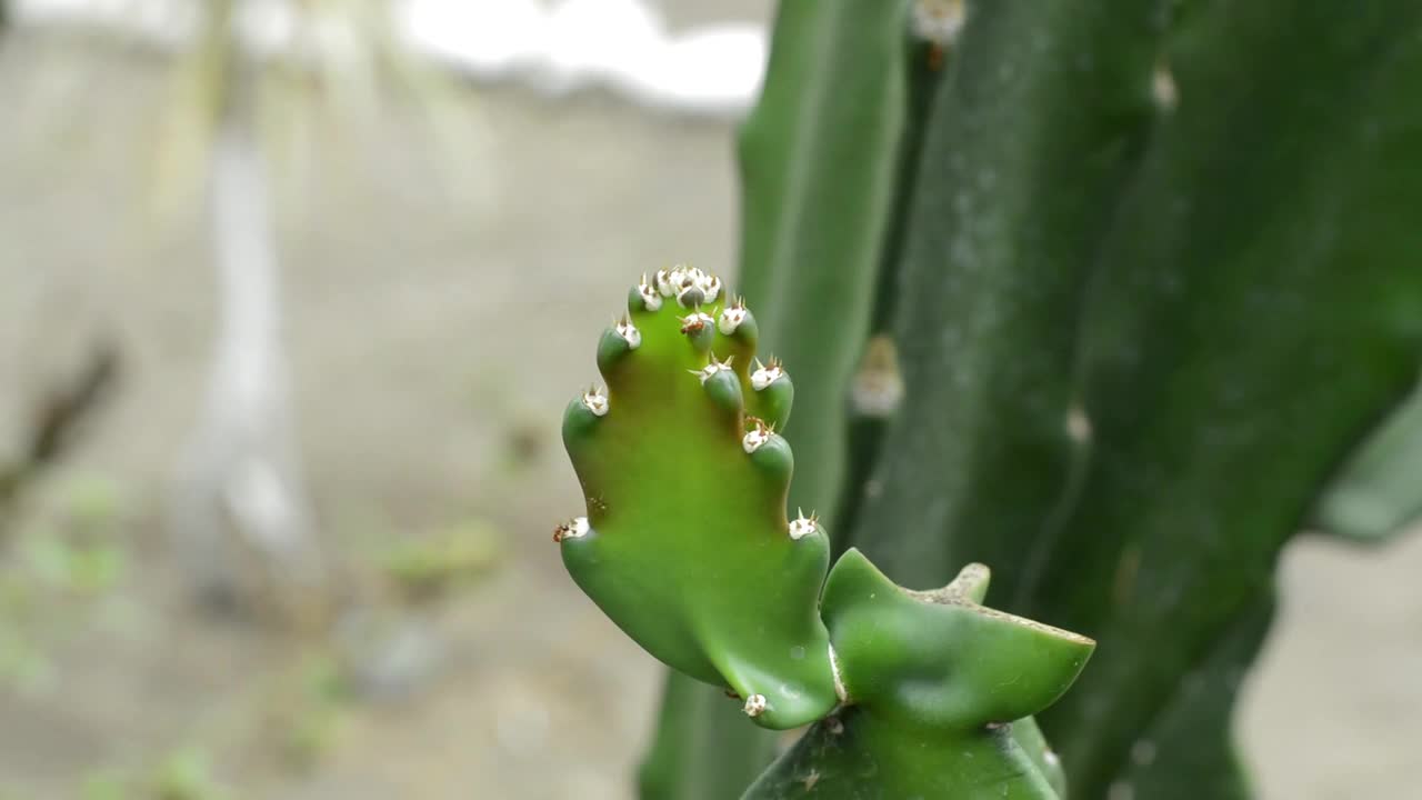 Ants on Cactus