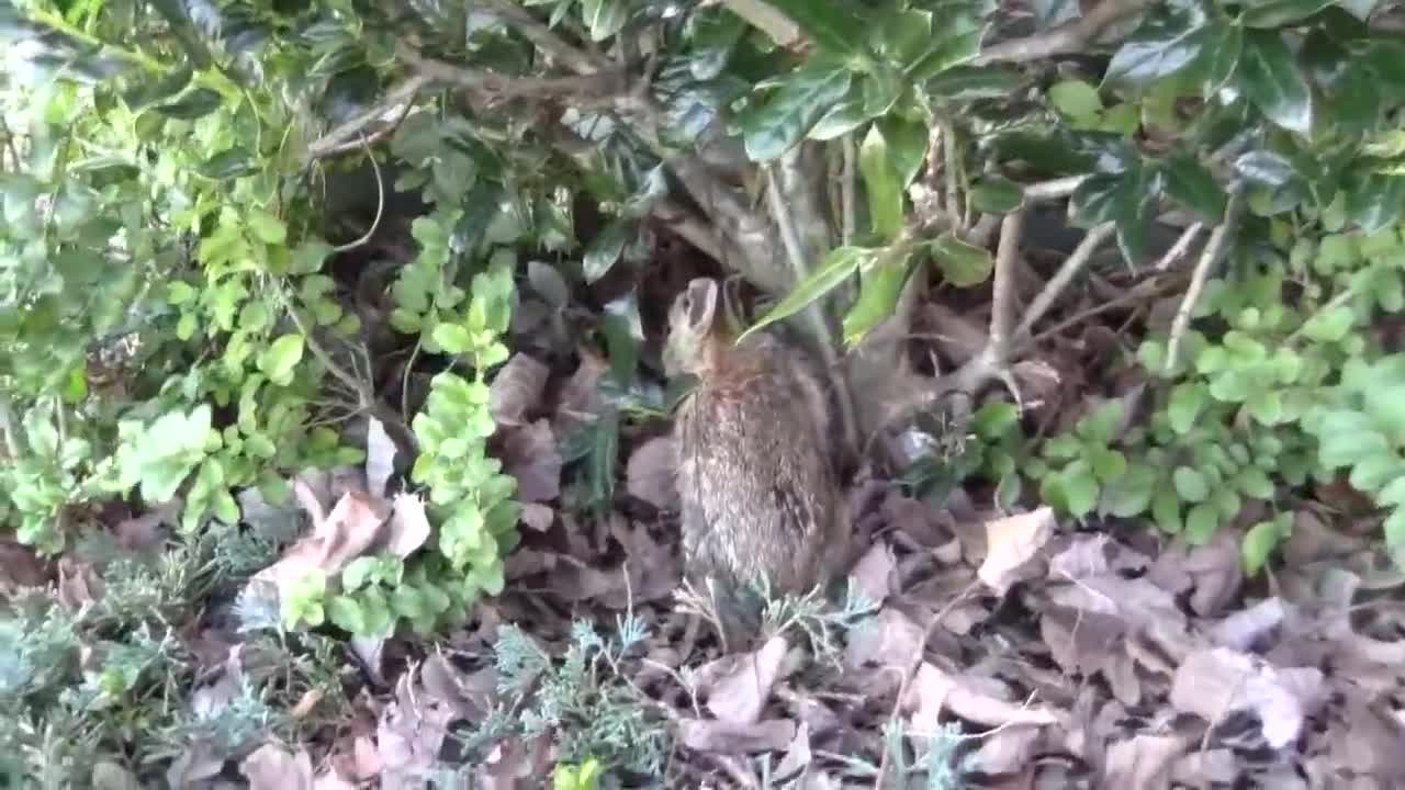 Catching a Baby Screaming Bunny