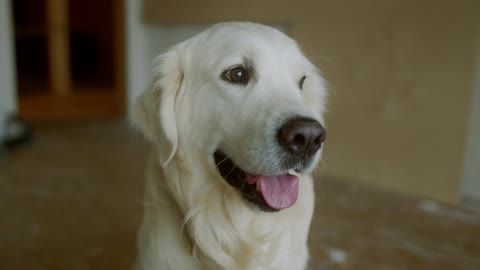 Shallow Focus of Cute White Dog