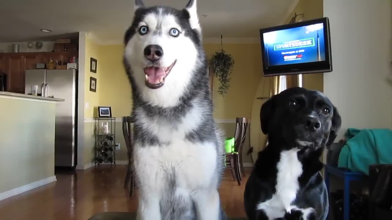 funny husky