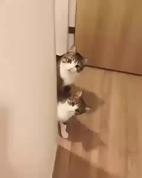 Can somebody translate this for me lol.