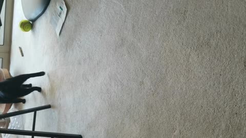 20240318 164650 Tux Molest MegaPurr