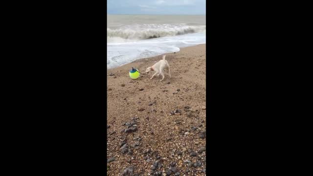 Dog playing | with ball at the sea | #Dog #Entertainment #funny #fun #vir