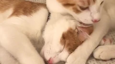 Cat licking other cat while cat is laying down