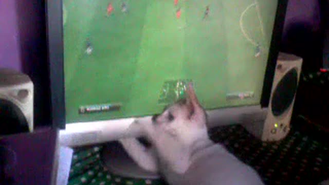 sly cat who likes football