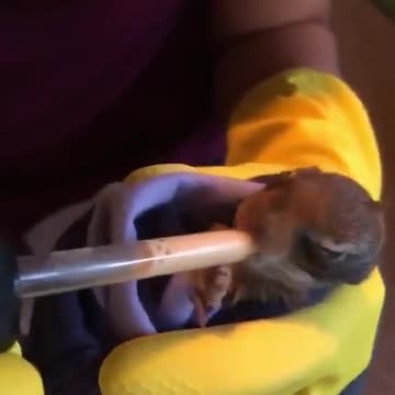 How to take care of a small animal