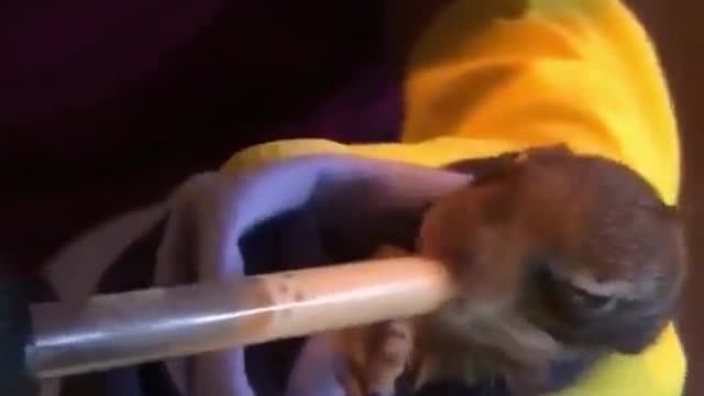 How to take care of a small animal