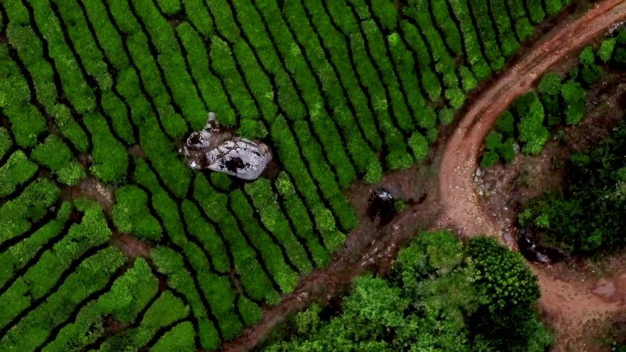 Nature of beauty Munnar