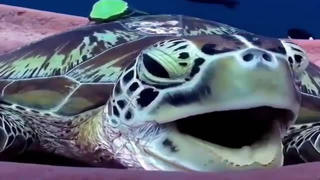 this Turtle yawn under water and sleep with ramora up there