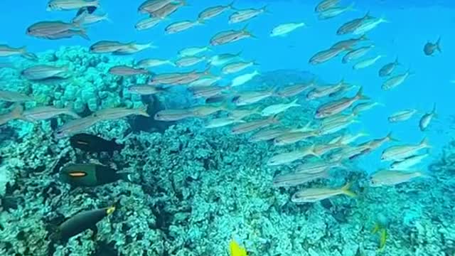 oceanlover#ocean#underwater