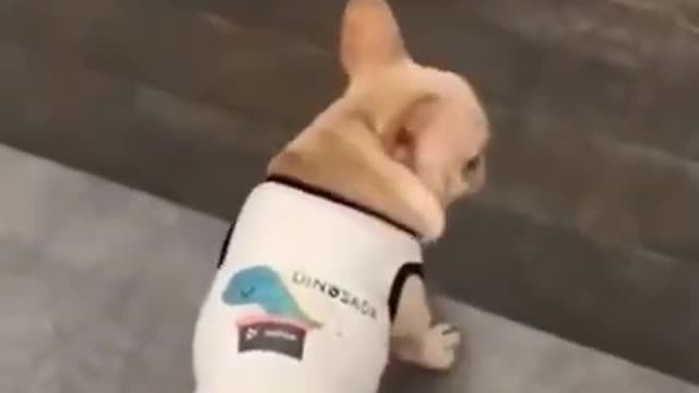 Funny Dog way walking downstairs 2022