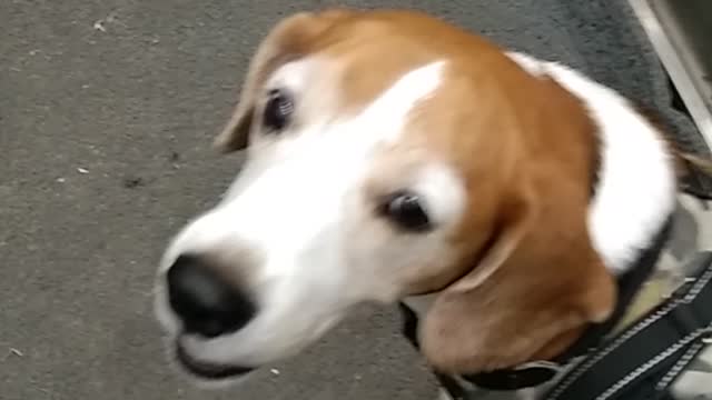 Dog