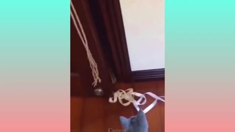 Curiosity killed the cat #1