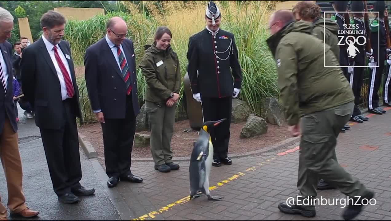 the most famous king penguin in the world