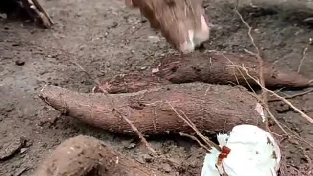 Rebus pisang sama bakar singkong