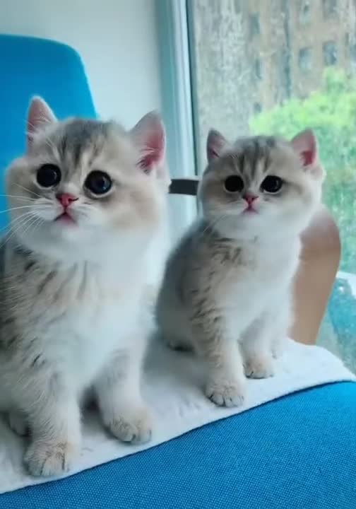 Cute Cat - Cute Pets