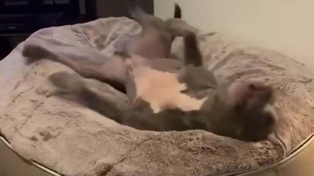 Dog trying to get perfect comfy position