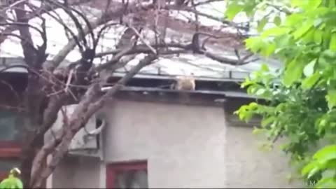 Mom cat and kitten jump from tree to..