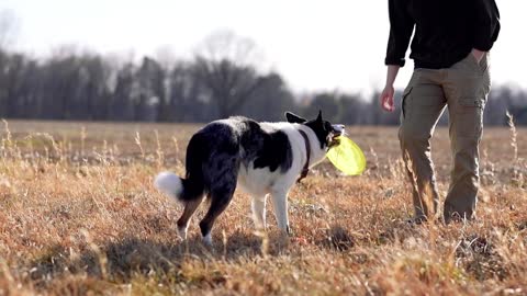 running dog