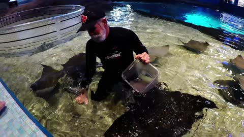 El cuidador de las mantarrayas en el Acuario Ripley tiene el mejor trabajo de todos