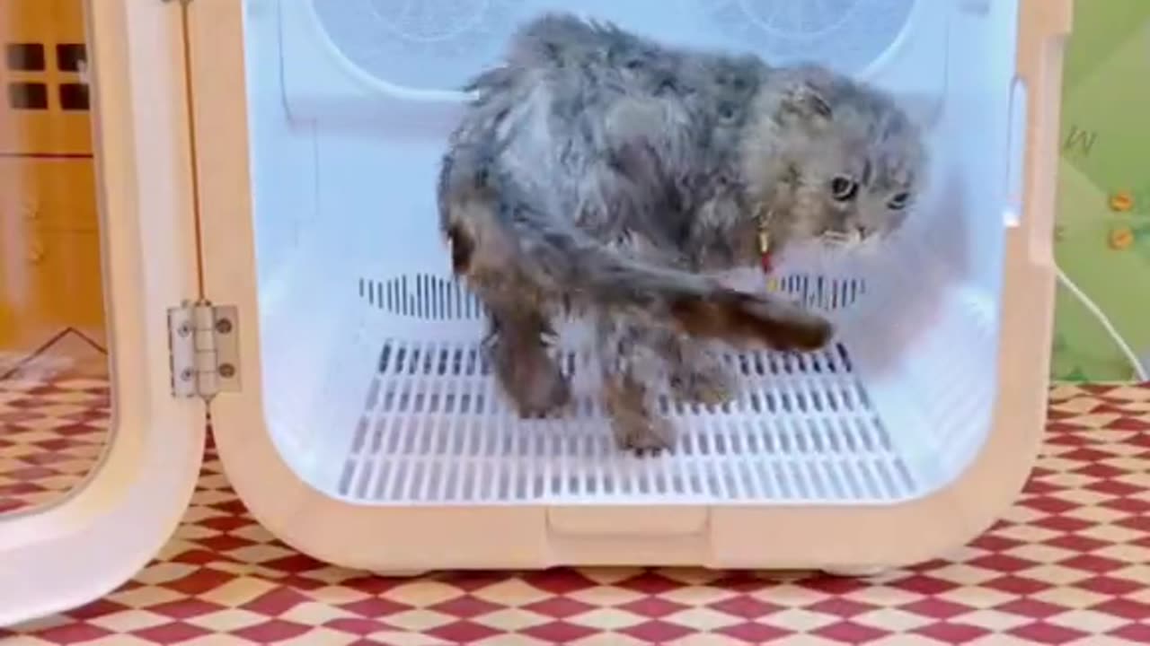 They are not afraid of bathing at all, it feels like they are enjoying it