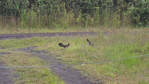 Kalij Pheasants